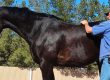 Photo of man lightly touching a horse's back as the horse relaxes.