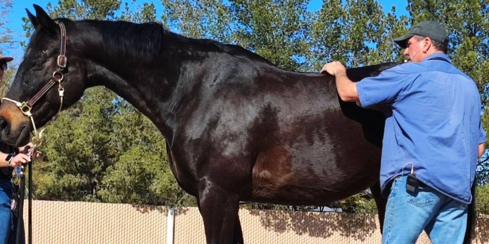 Photo of man lightly touching a horse's back as the horse relaxes.