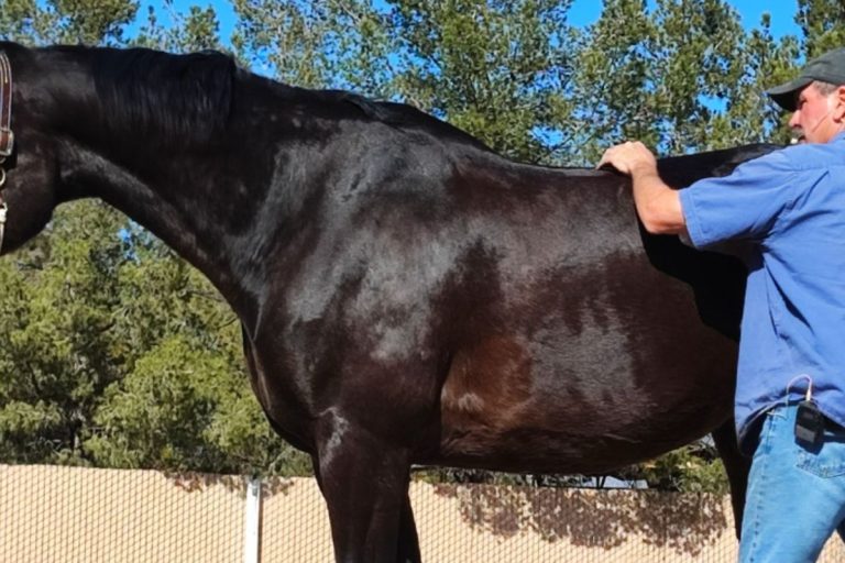 Photo of man lightly touching a horse's back as the horse relaxes.