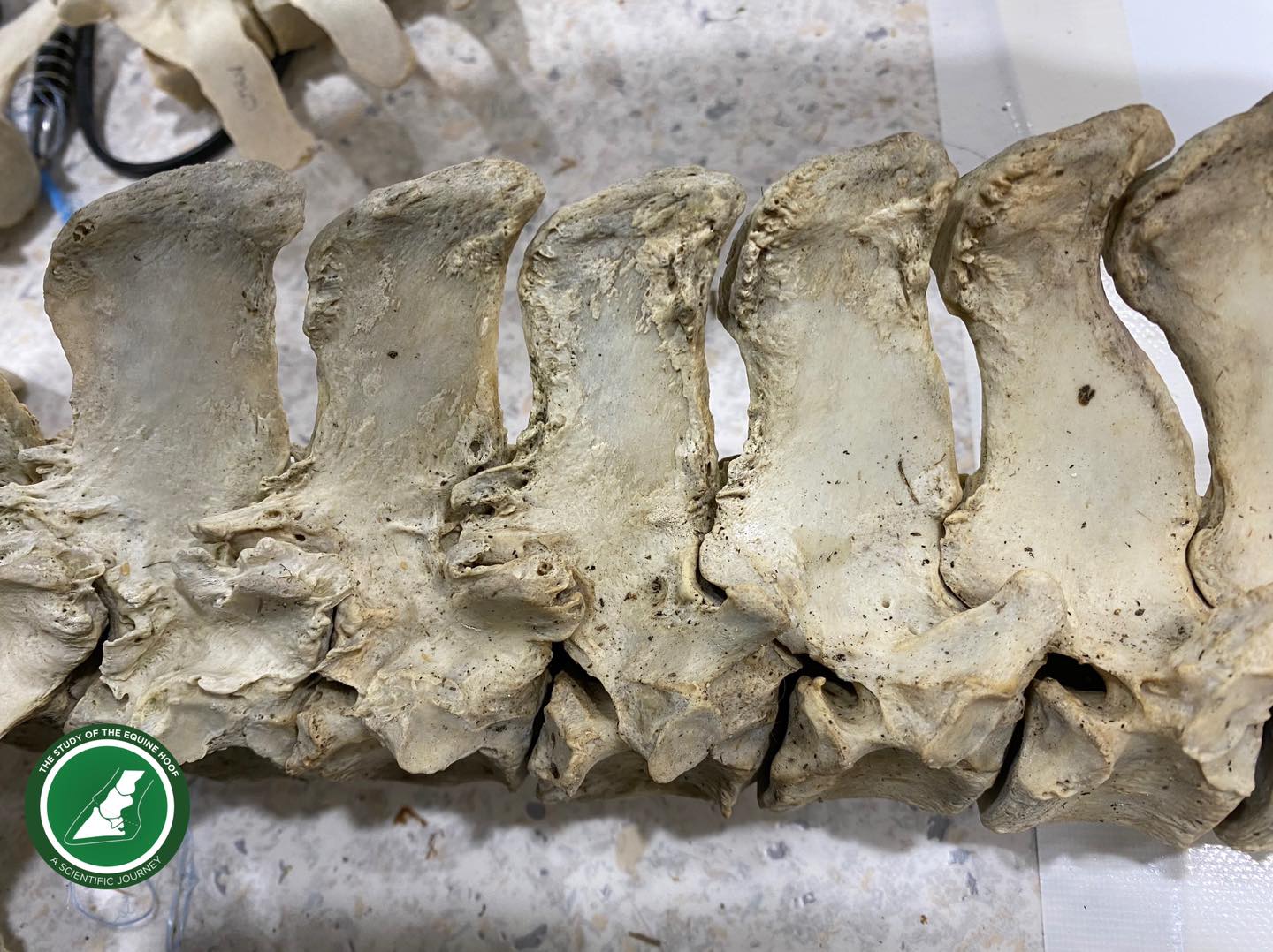 Kissing Spines Photo of equine skeleton with impinged dorsal spinous processes.