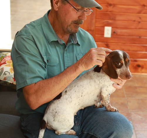 man touching dog gently