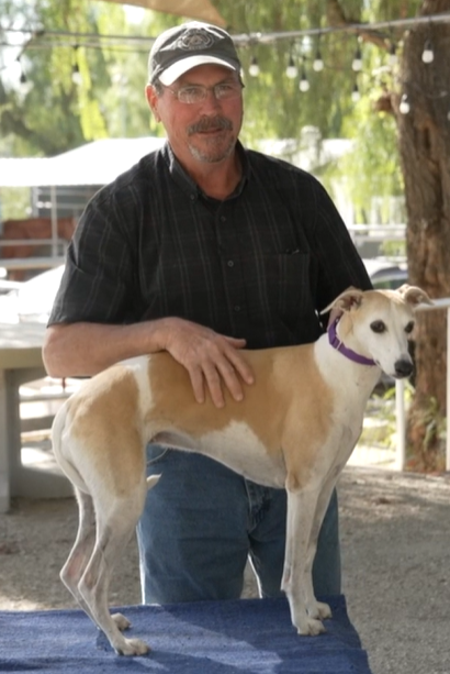man holding a Whippet dog