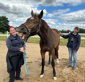Photo of students enjoying a yawning horse showing signs of relaxation during a Masterson Method technique.