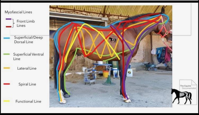 Illustration of Myofascial Lines on a horse