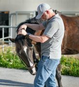 Alex Tramposch MMCP A man working with a horse.