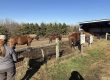 Photo of Megan Dushin observing a herd of mustangs.