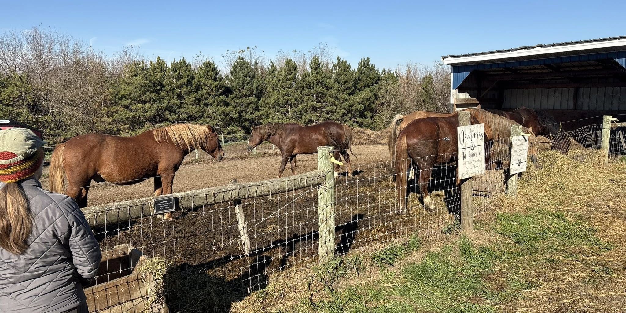Photo of Megan Dushin observing a herd of mustangs.
