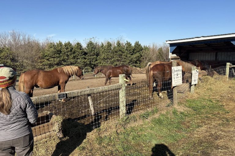 Photo of Megan Dushin observing a herd of mustangs.