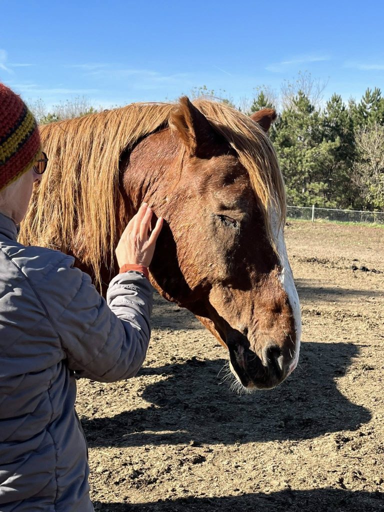 Photo of Megan Dushin working with a blind wild stallion.
