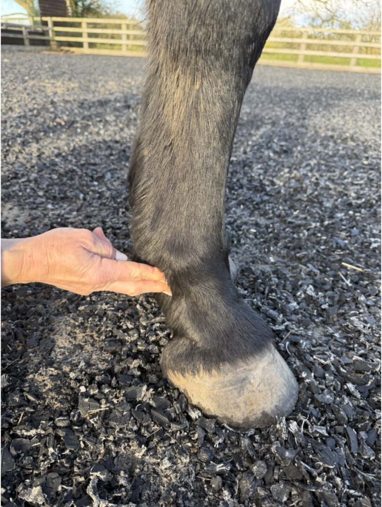 Photo of person checking digital pulse using two fingers just lateral and below the fetlock joint.