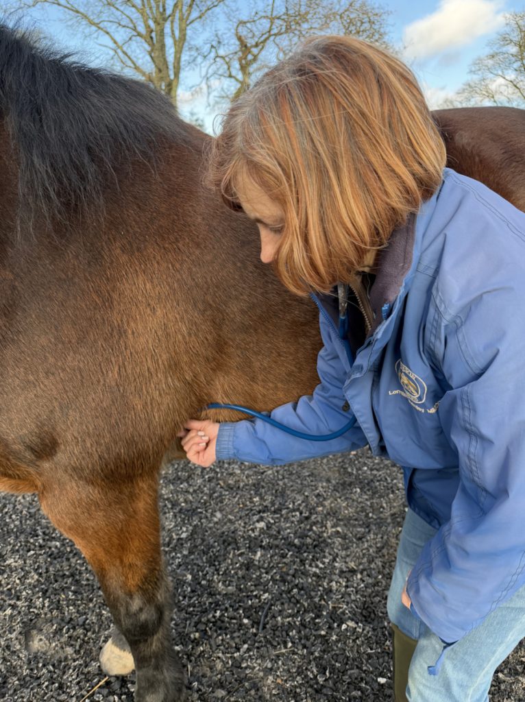 Photo of person using a stethoscope to listen for the horse's heart rate. Place stethoscope just behind the elbow on the girth area on the left side of the body.