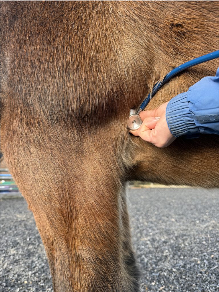 Photo of person checking the horse's heart rate with a stethoscope.
