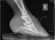 Photo of an X-ray of the right fore hoof showing 1.32cm of distal descent and 8º of rotation. You can also see that the sole is thin, as it is 0.91cm.