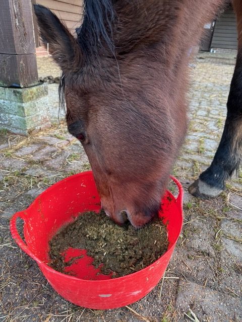 Photo of horse eating a wet mash feed from a bucket.