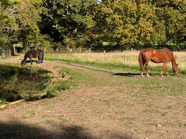 Photo of horses grazing.