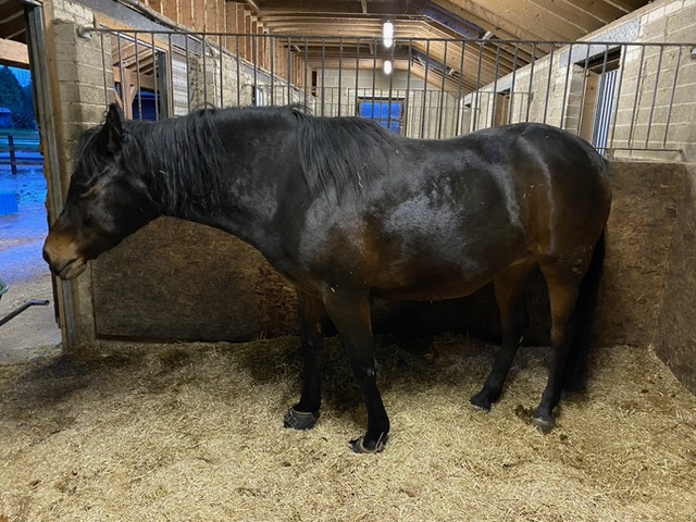 Photo of horse with thick crest and possibly overweight, standing in stall.