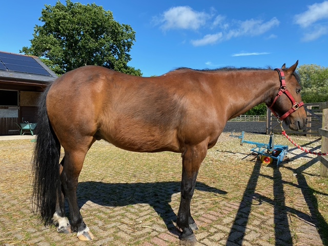 Photo of horse standing with halter and lead rope.