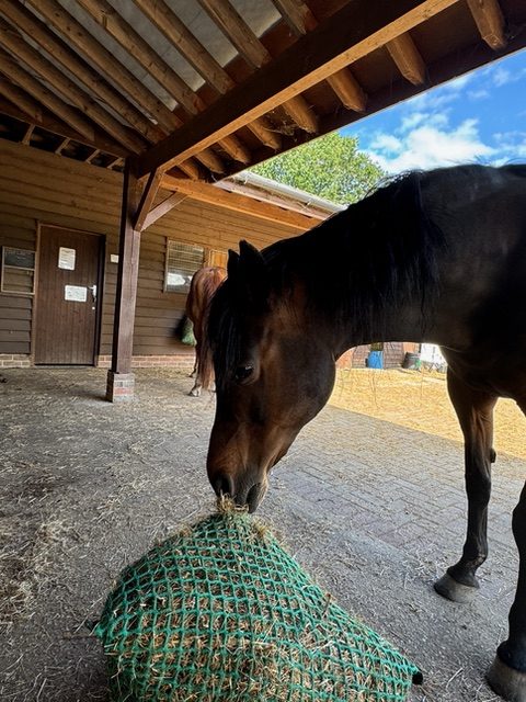Photo of horse eating hay from a hay net.