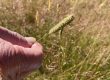 Photo of person holding a seed head of Timothy grass.