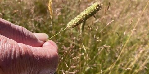 Photo of person holding a seed head of Timothy grass.