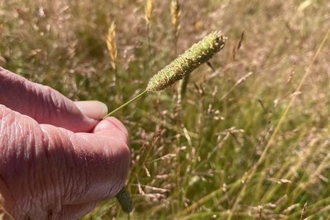 Photo of person holding a seed head of Timothy grass.