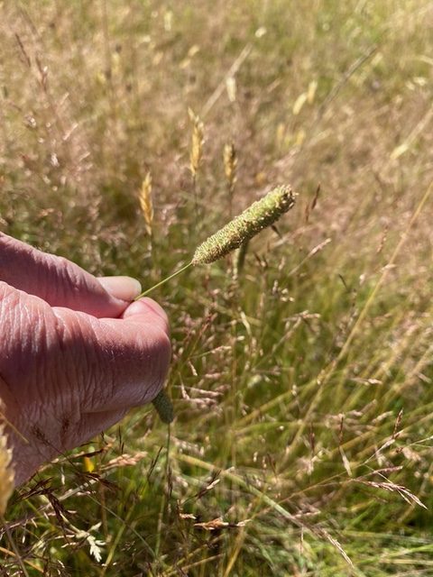 Photo of person holding a seed head of Timothy grass.