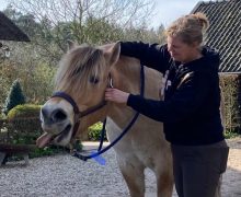 A woman working with a horse.