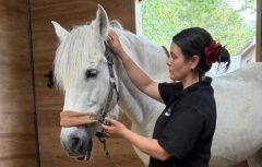 Sara Lentini MMCP A woman working with a horse.