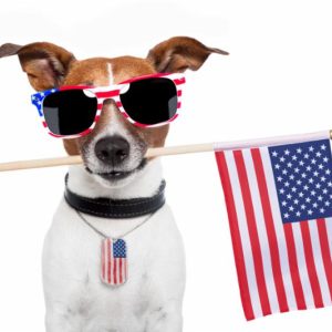 USA_dog