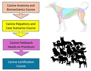 dog certification overview image of courses in the canine certification program