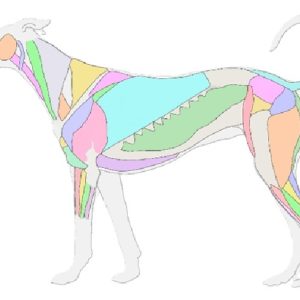 dog colorful anatomy dog colorful anatomy