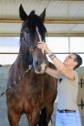 A woman working with a horse.