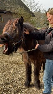 A woman smiling with a yawning horse.