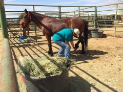 A woman working with a horse.